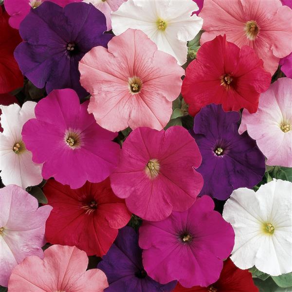 Madness® Clear Mixture Petunia - Bloom