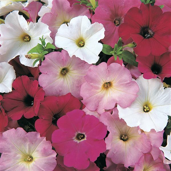 Madness® Merlot Mixture Petunia - Bloom