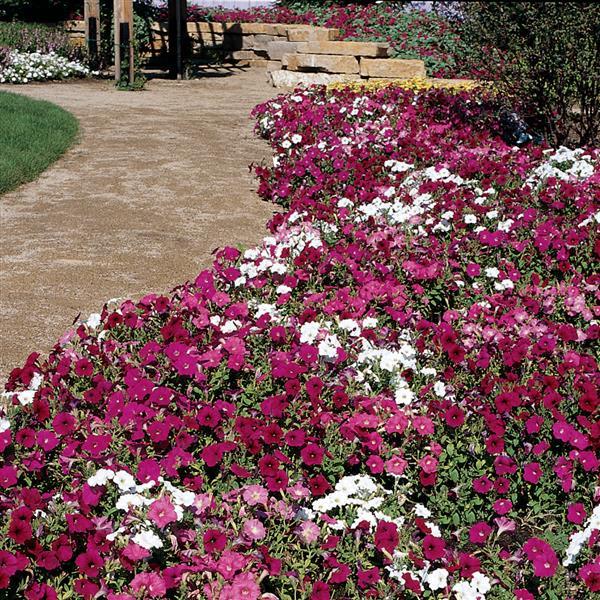 Madness® Merlot Mixture Petunia - Landscape