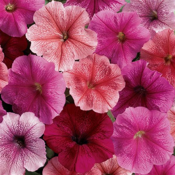 Madness® Just Mixture Petunia - Bloom