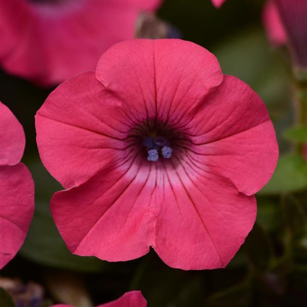 Tidal Wave® Hot Pink Spreading Petunia - Bloom