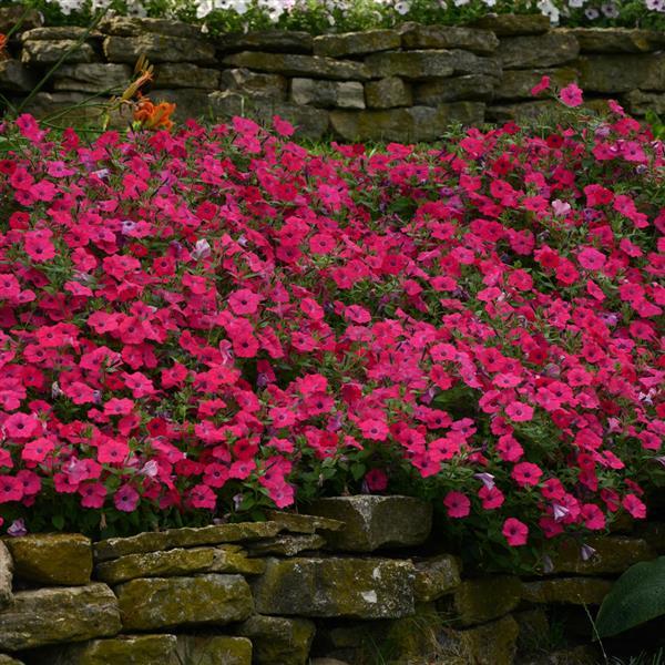 Tidal Wave® Hot Pink Spreading Petunia - Landscape