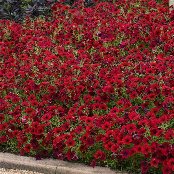 Tidal Wave® Red Velour Spreading Petunia - Landscape