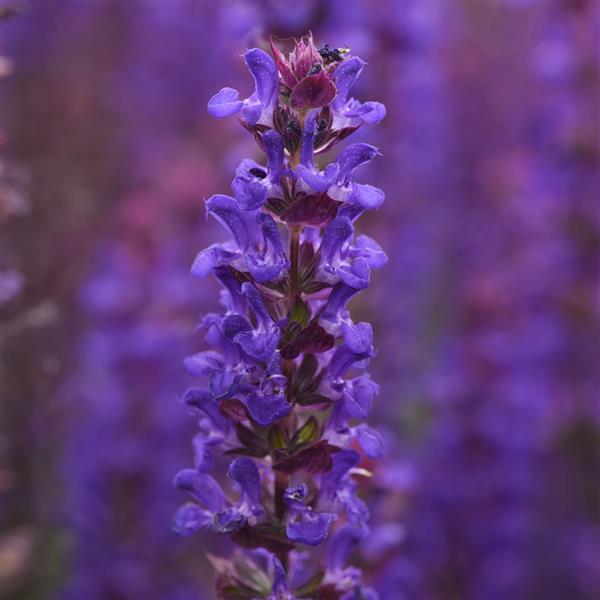 Salvia Salvatore Blue - Bloom