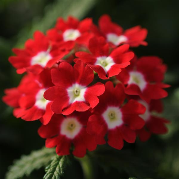 Quartz XP Red with Eye Verbena - Bloom