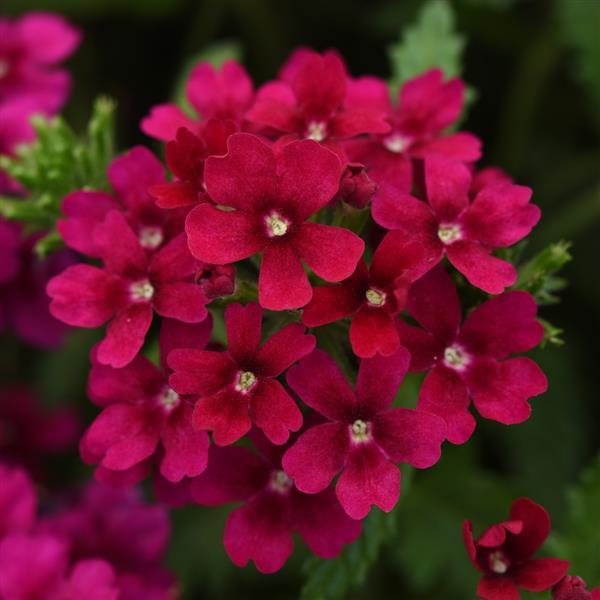 Quartz XP Bordeaux Verbena - Bloom