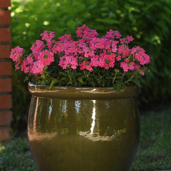 Quartz XP Pink Verbena - Container