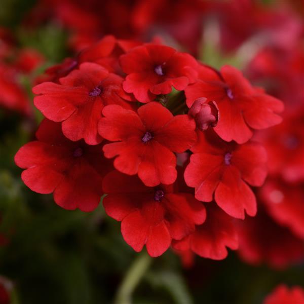 Quartz XP Scarlet Verbena - Bloom