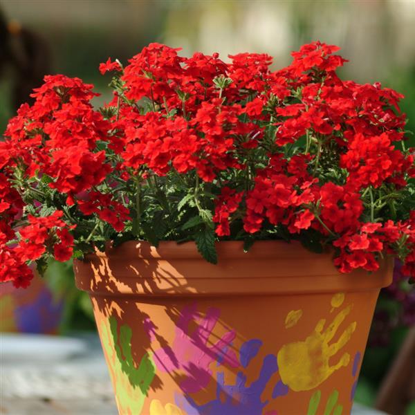 Quartz XP Scarlet Verbena - Container