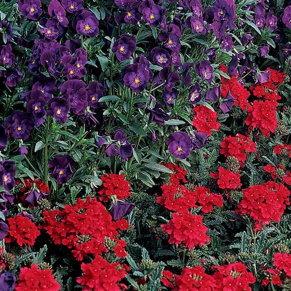 Quartz XP Scarlet Verbena - Landscape