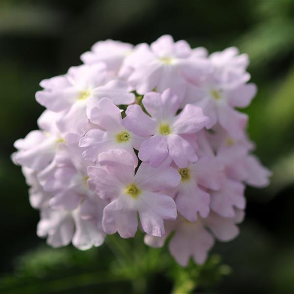 Quartz XP Silver Verbena - Bloom