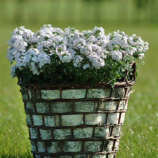 Quartz XP Silver Verbena - Container