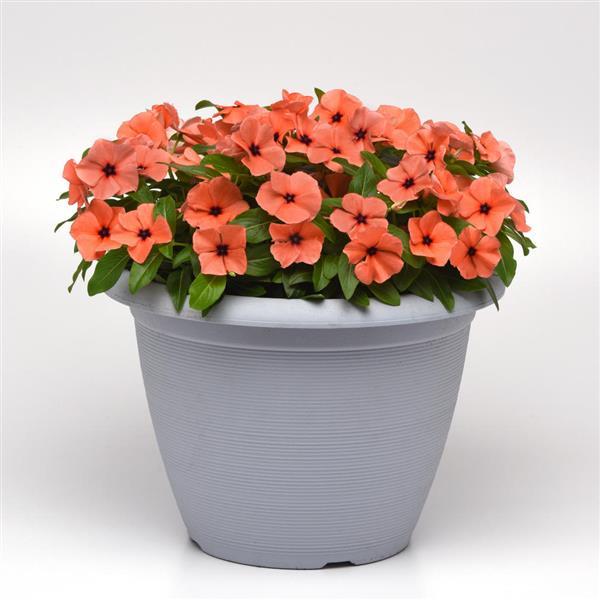 Tattoo™ Orange Vinca - Container