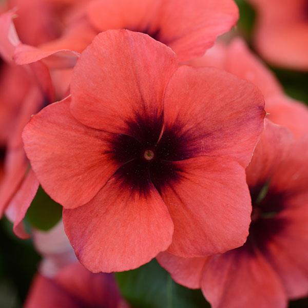 Tattoo™ Papaya Vinca - Bloom