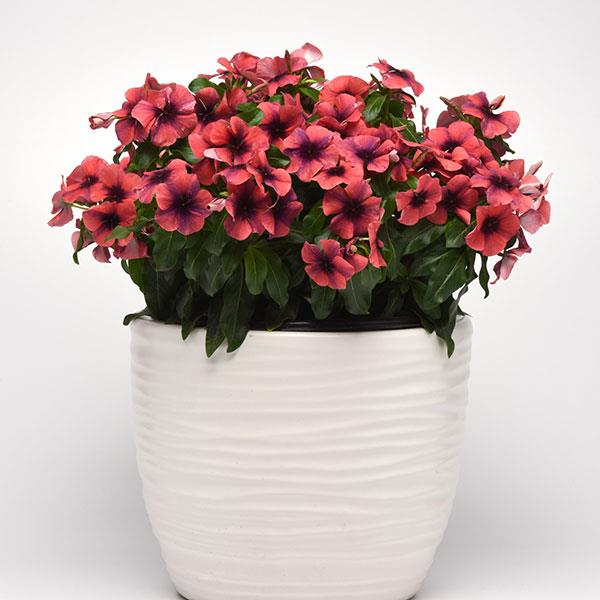 Tattoo™ Papaya Vinca - Container