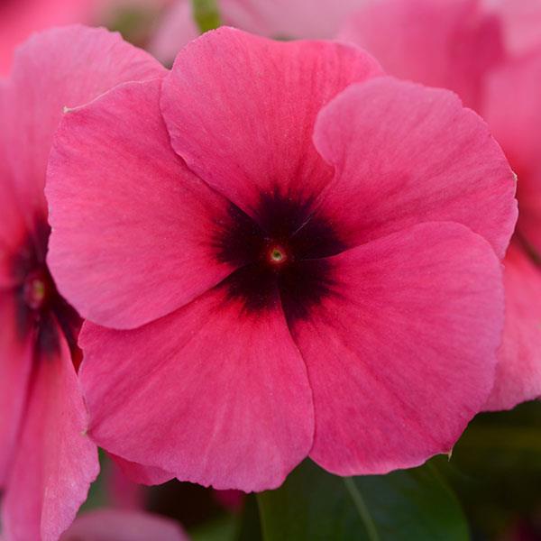 Tattoo™ Raspberry Vinca - Bloom