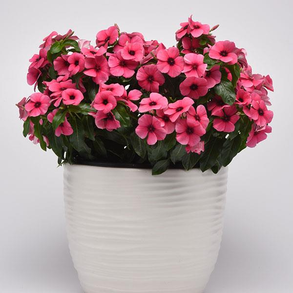 Tattoo™ Raspberry Vinca - Container