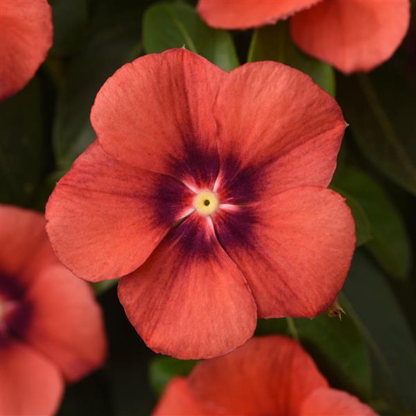 Tattoo™ Tangerine Vinca - Bloom