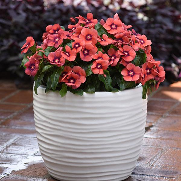 Tattoo™ Tangerine Vinca - Container