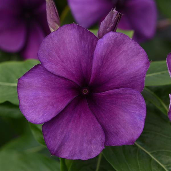 Tattoo™ Blueberry Vinca - Bloom