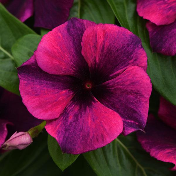 Tattoo™ Black Cherry Vinca - Bloom