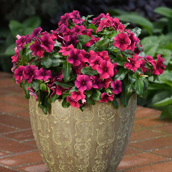 Tattoo™ Black Cherry Vinca - Container