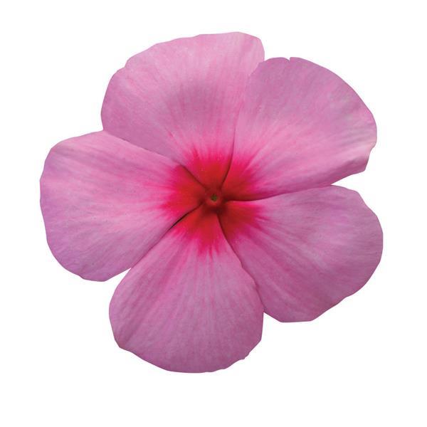 Titan™ Blush Vinca - Bloom