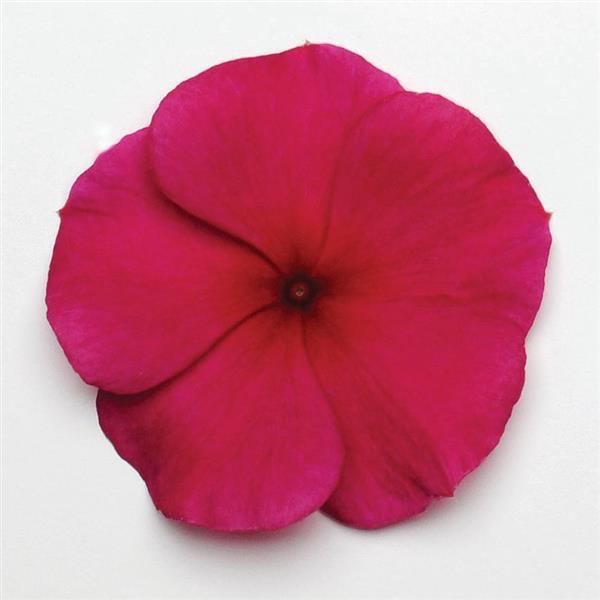 Titan™ Burgundy Vinca - Bloom