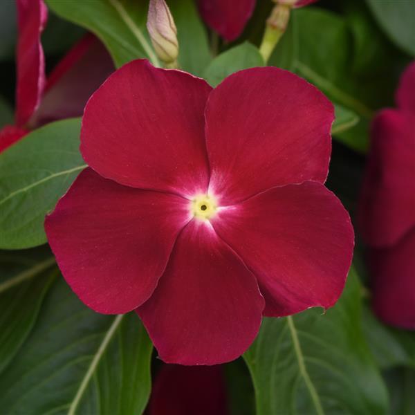 Titan™ Cranberry Vinca - Bloom