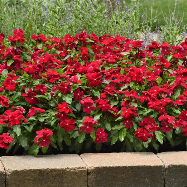 Titan™ Cranberry Vinca - Landscape