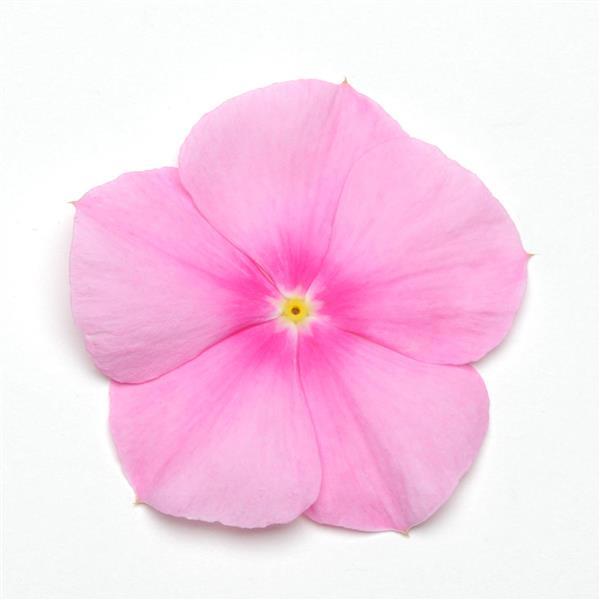 Titan™ Icy Pink Vinca - Bloom