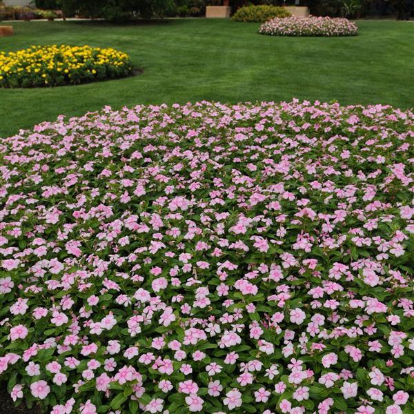 Titan™ Icy Pink Vinca - Landscape