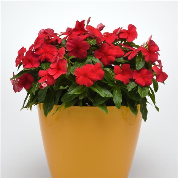 Titan™ Dark Red Vinca - Container