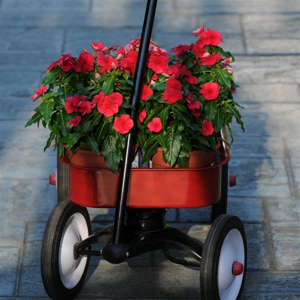 Titan™ Dark Red Vinca - Garden