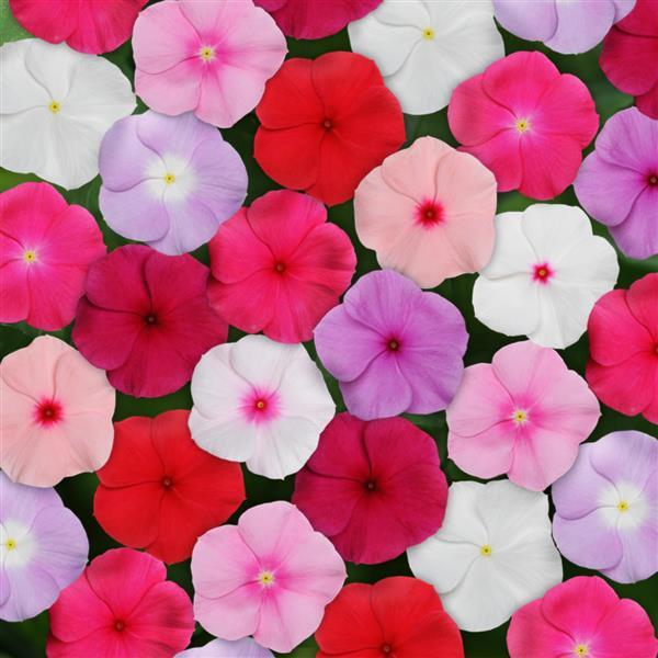 Titan™ Mixture Vinca - Bloom