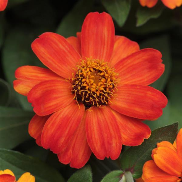 Zahara® Fire Zinnia - Bloom