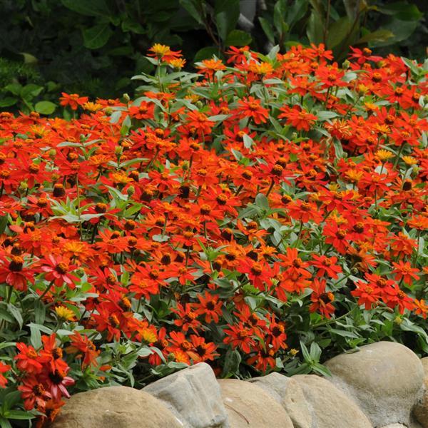 Zahara® Fire Zinnia - Landscape