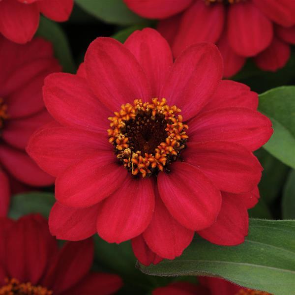 Zahara® Raspberry Zinnia - Bloom