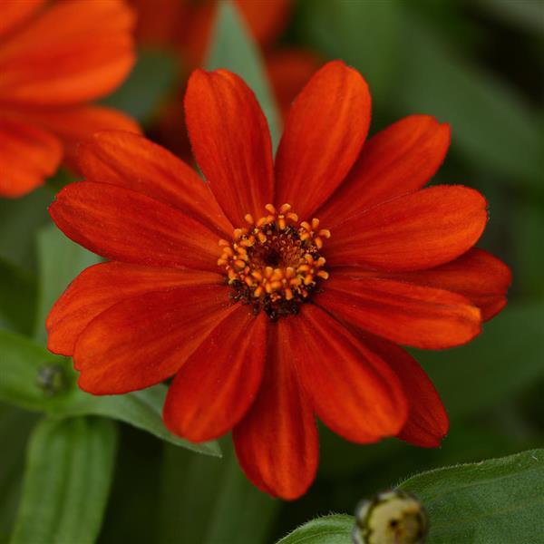 Zahara® Red Zinnia - Bloom