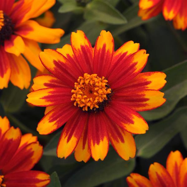 Zahara® Sunburst Zinnia - Bloom