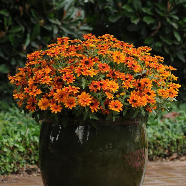 Zahara® Sunburst Zinnia - Container