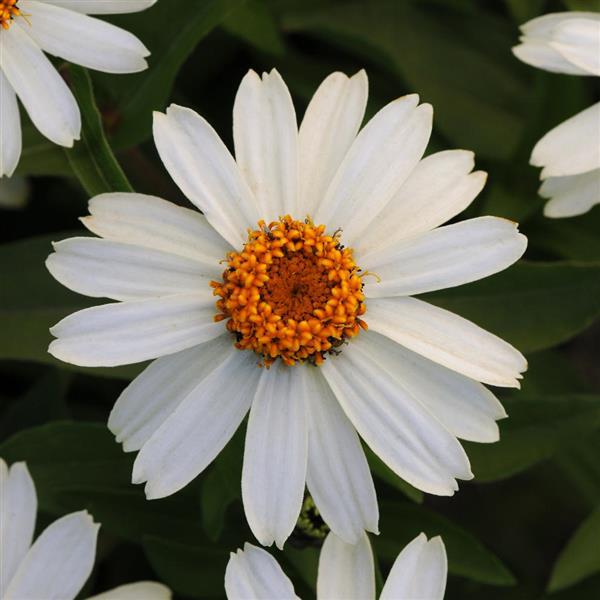 Zahara® White Zinnia - Bloom