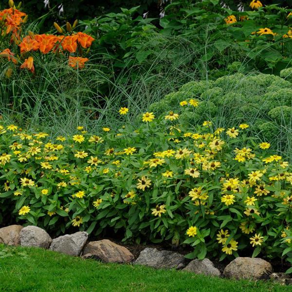 Zahara® Yellow Zinnia - Commercial Landscape 1