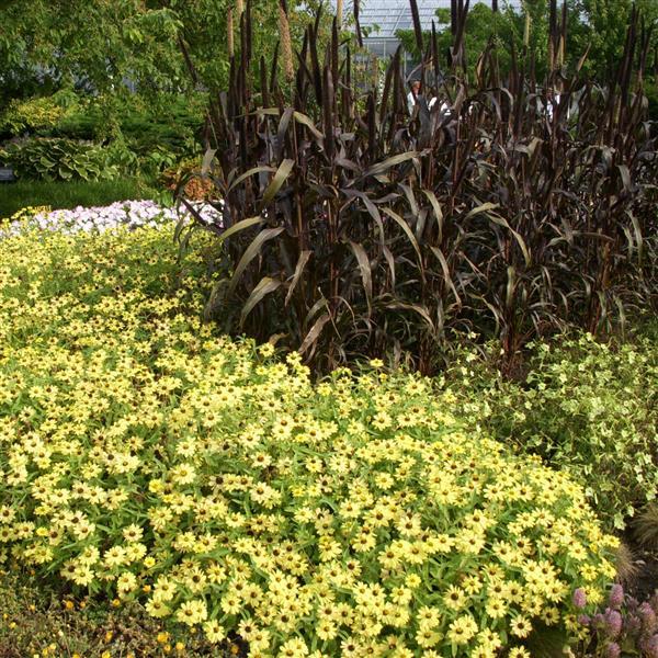 Zahara® Yellow Zinnia - Commercial Landscape 2