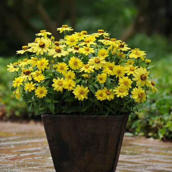 Zahara® Yellow Zinnia - Container