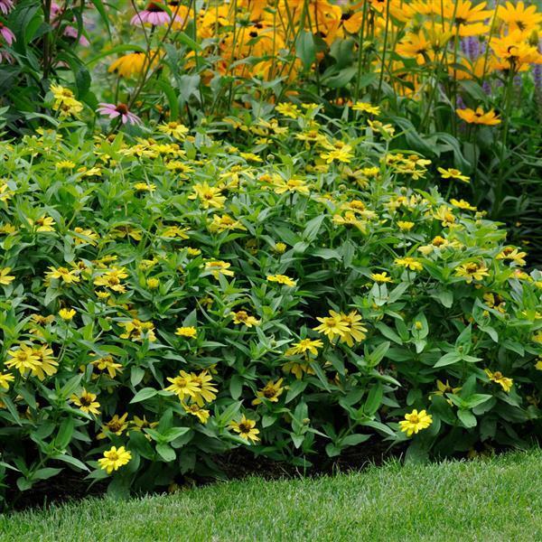 Zahara® Yellow Zinnia - Landscape