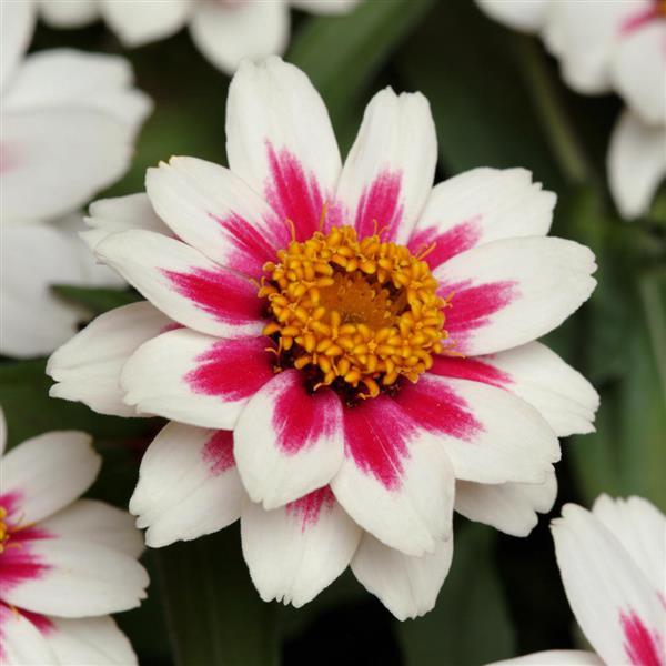 Zahara® Starlight Rose Zinnia - Bloom