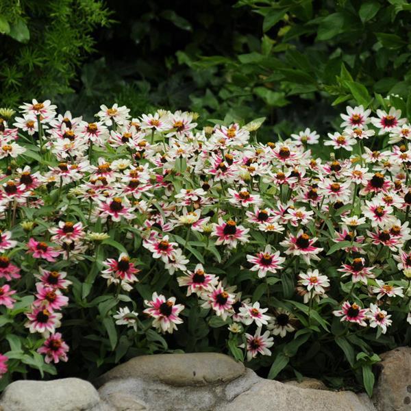 Zahara® Starlight Rose Zinnia - Landscape