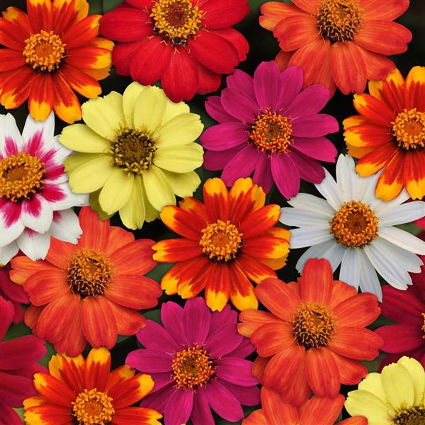 Zahara® Mixture Zinnia - Bloom