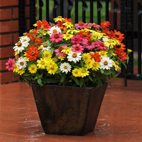 Zahara® Mixture Zinnia - Container